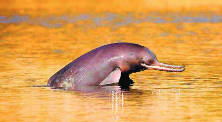 Bank Alfalah Partners with WWF-Pakistan to Safeguard Endangered Indus River Dolphins