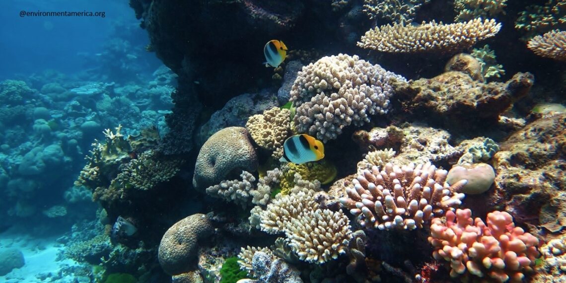Microbiome Engineering Emerges as Hope for Coral Reef Survival Amid Climate Crisis