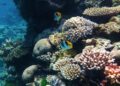 Microbiome Engineering Emerges as Hope for Coral Reef Survival Amid Climate Crisis