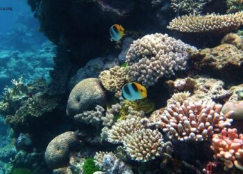Microbiome Engineering Emerges as Hope for Coral Reef Survival Amid Climate Crisis
