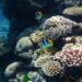 Microbiome Engineering Emerges as Hope for Coral Reef Survival Amid Climate Crisis