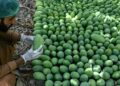 Labourers picking mangoes from trees in Sindh during Pakistan's export season.
