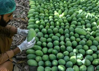 Labourers picking mangoes from trees in Sindh during Pakistan's export season.