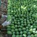 Labourers picking mangoes from trees in Sindh during Pakistan's export season.