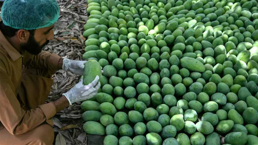 Labourers picking mangoes from trees in Sindh during Pakistan's export season.
