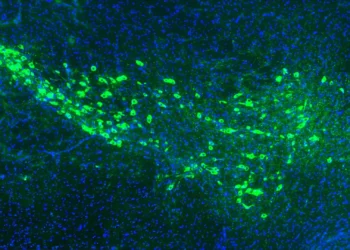 Laboratory research illustrating proteins linked to the spread of Parkinson’s disease in brain cells.