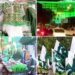 Pakistani markets decorated with national flags and green-and-white merchandise ahead of Independence Day.
