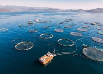 Sustainable aquaculture farm representing innovative fish nutrition and responsible seafood production.