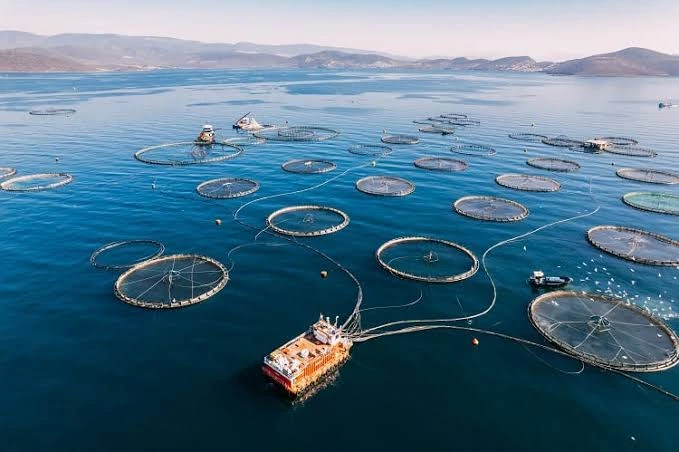 Sustainable aquaculture farm representing innovative fish nutrition and responsible seafood production.