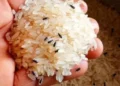 Rice stored in an airtight container to prevent insects and moisture.