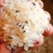 Rice stored in an airtight container to prevent insects and moisture.