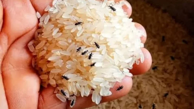 Rice stored in an airtight container to prevent insects and moisture.