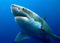 Shark swimming in marine waters amid Pakistan’s new national shark conservation plan