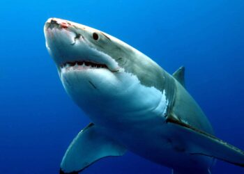 Shark swimming in marine waters amid Pakistan’s new national shark conservation plan