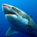 Shark swimming in marine waters amid Pakistan’s new national shark conservation plan