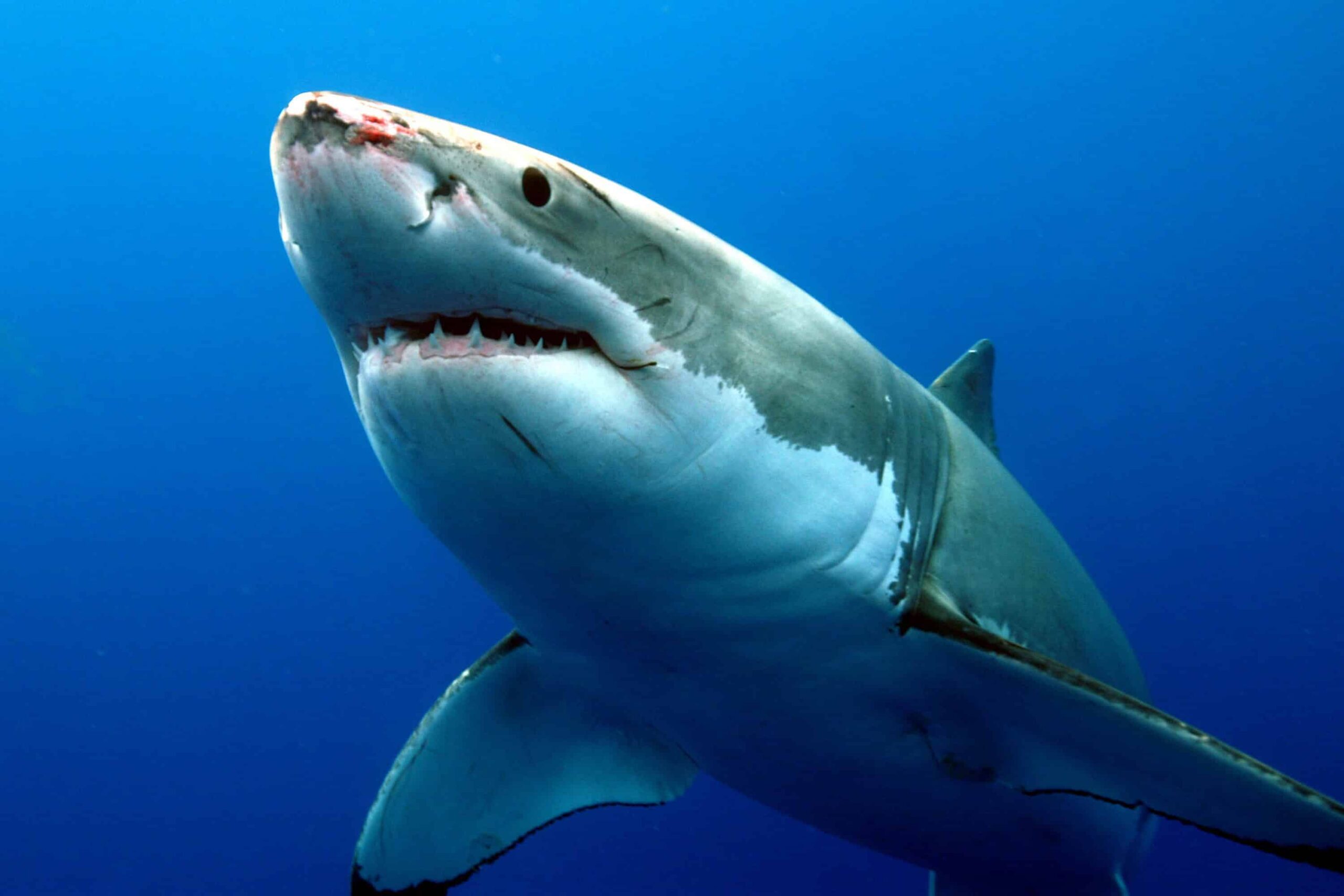Shark swimming in marine waters amid Pakistan’s new national shark conservation plan