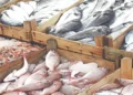 Fish and seafood exports at a Pakistani fisheries facility.